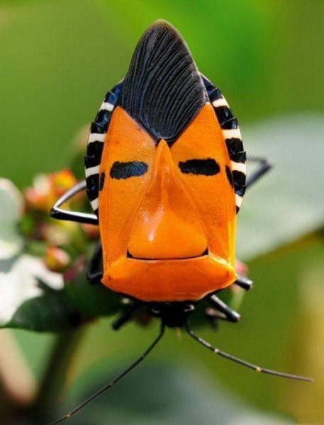 Catacanthus Incarnatus