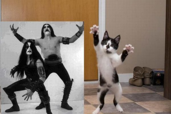 Кот Блэк Металлист