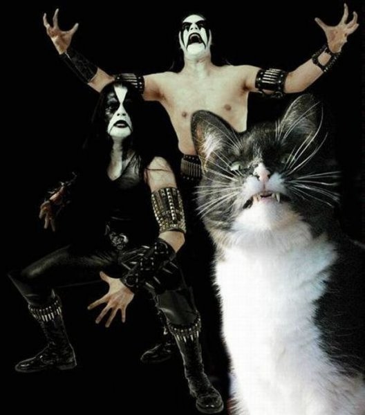 Кот Блэк Металлист