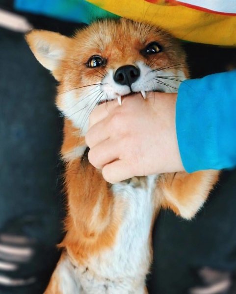 Джунипер Фокс