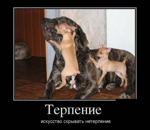 Терпение демотиватор