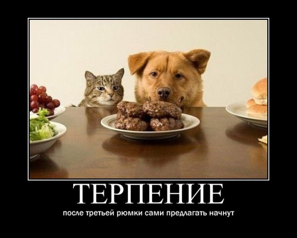 Терпение демотиватор