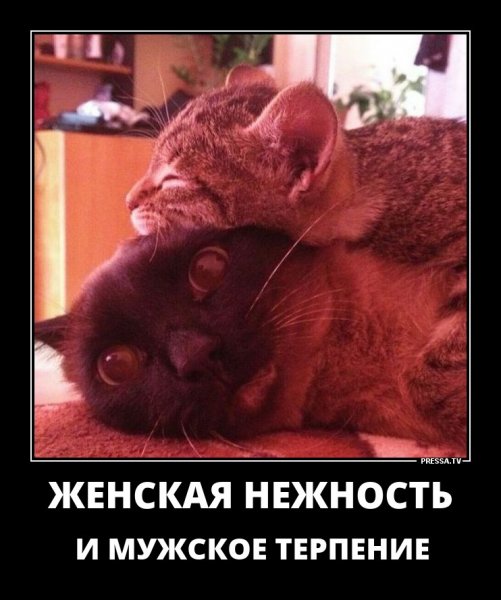 Нежность прикол