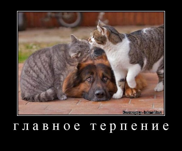 Терпение Веселые картинки