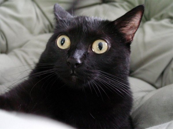 Косой кот