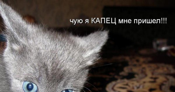 Кот капец