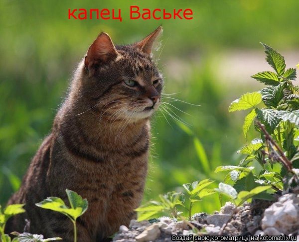 Что за куст