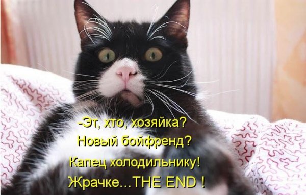 Кот капец