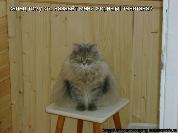 Кот капец
