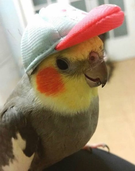 Смешные попугайчики