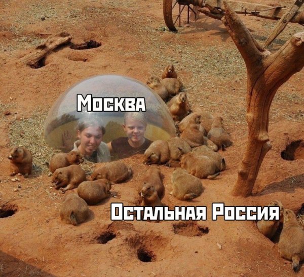 Актуальные прикольные картинки с надписями
