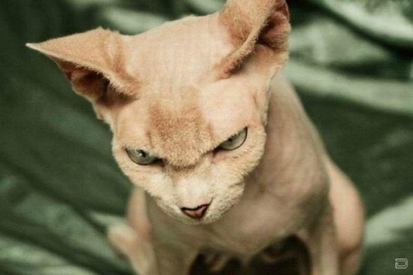 Демотиватор коты злые