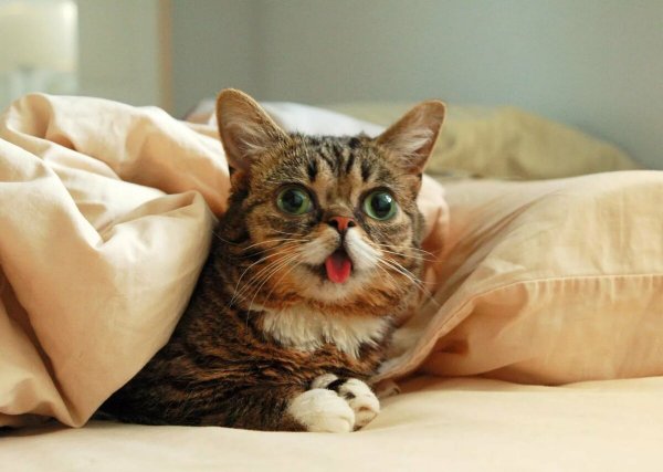 Мемные коты