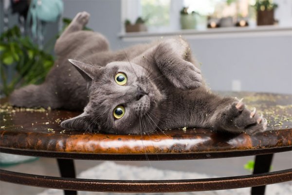 Смешной кот