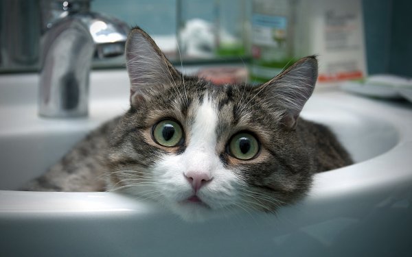 Прикольный кот
