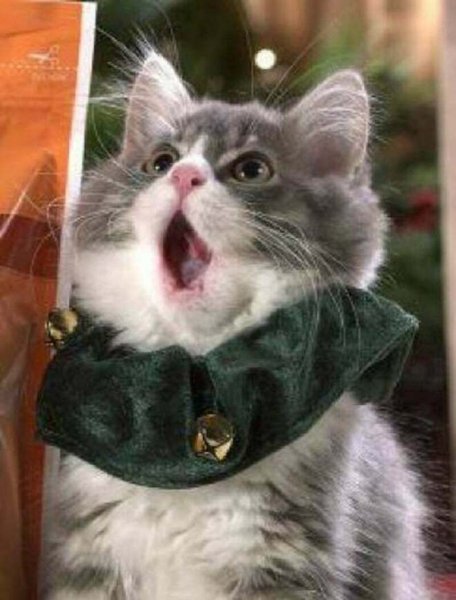 Котик в восторге