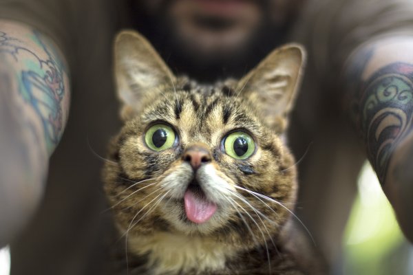 Сумасшедшие коты