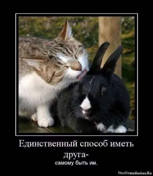 Зайчик и котик