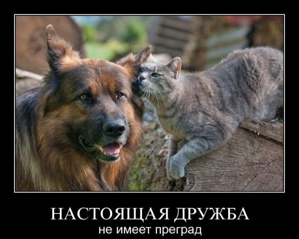 Приколы про дружбу