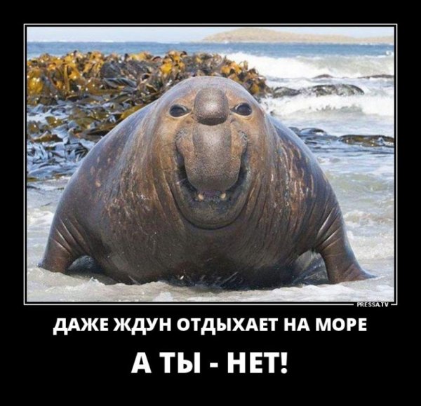 Злой Ждун