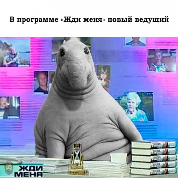 Ждун жди меня