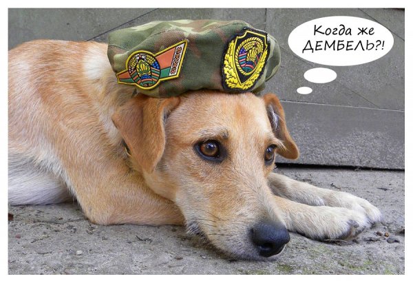 Смешные дембеля