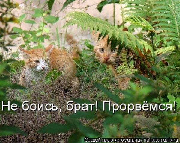 Прорвемся картинки