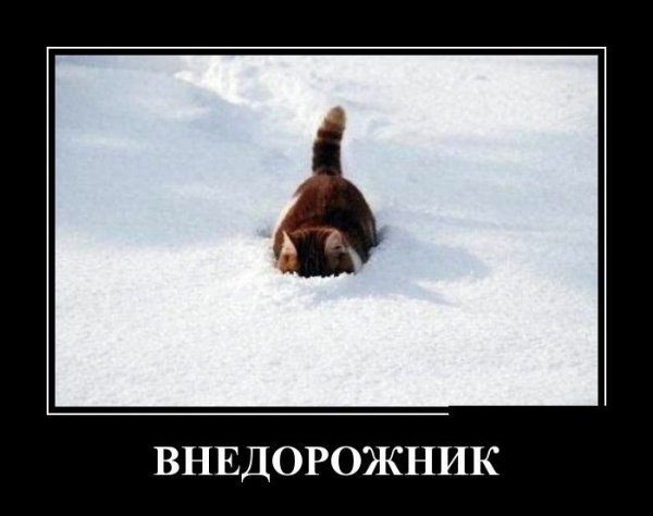 Прорвемся картинки смешные