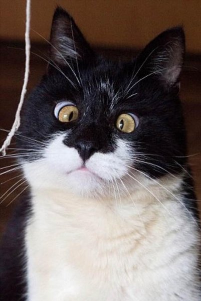 Кот с косыми глазами