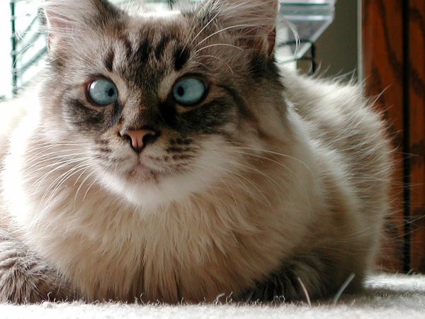 Косоглазый Мейн кун