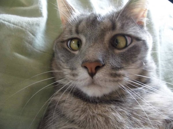 Котс с глазами в разные стороны