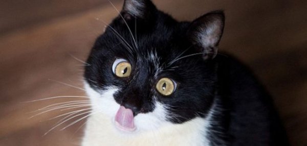 Кот с глазами в разные стороны