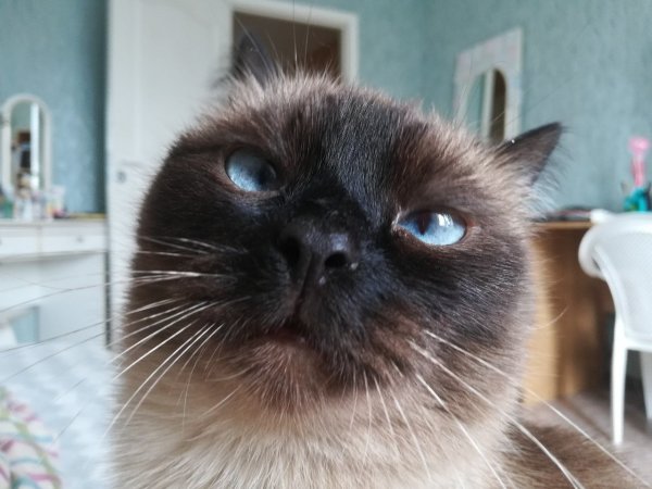 Кот с косоглазием потрепанный