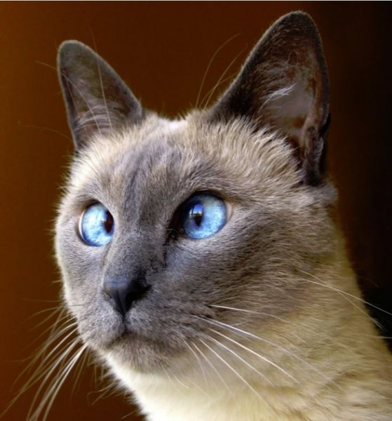 Сиамская кошка