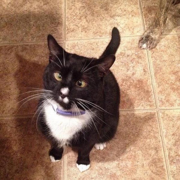 Кошка с косыми глазами