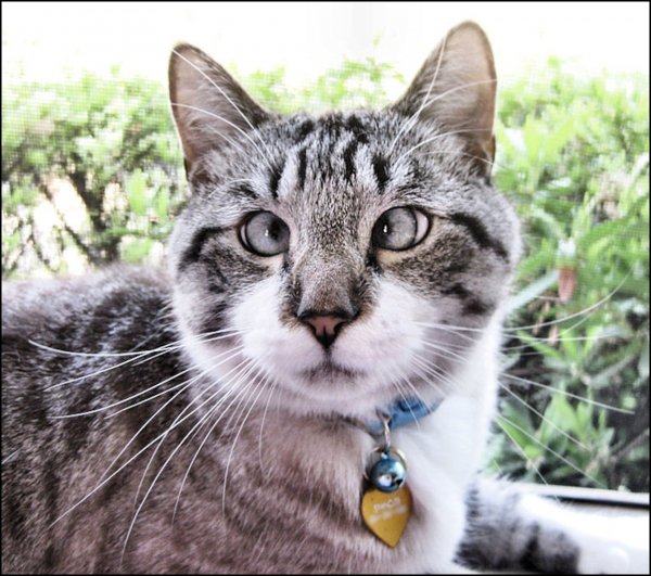 Кот Спанглс порода