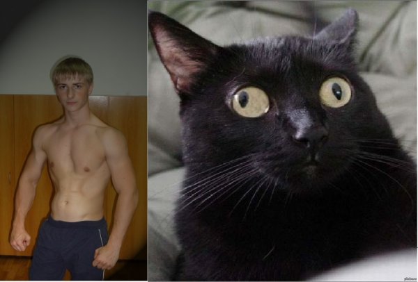 Коты с глазами в разные стороны