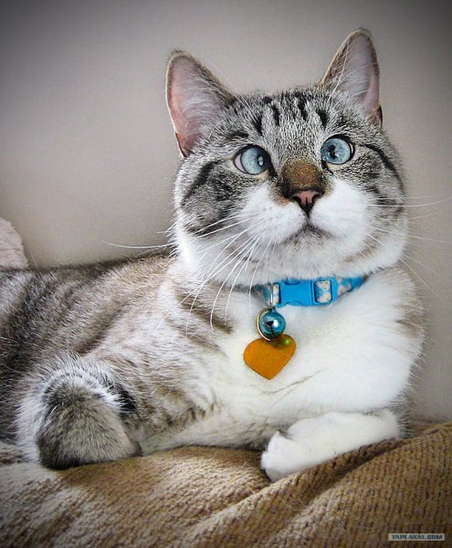 Кот Спанглс порода