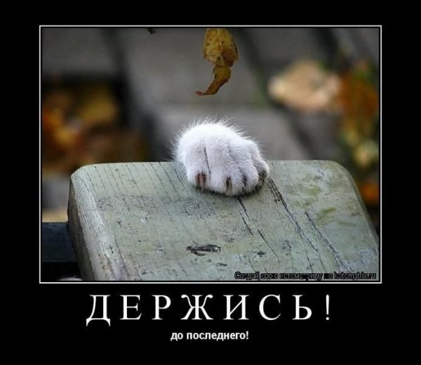 Держись мотиваторы