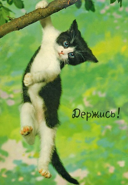 Котик держись