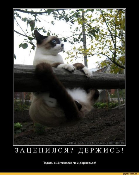 Держусь картинки приколы