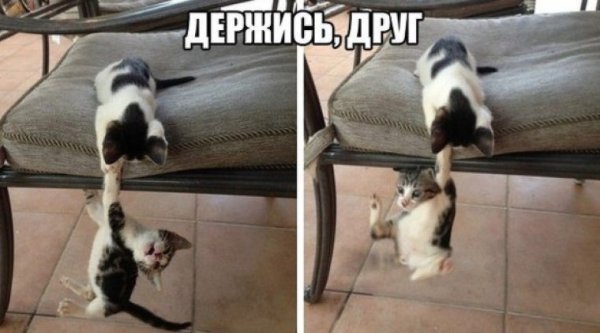 Держись дружище