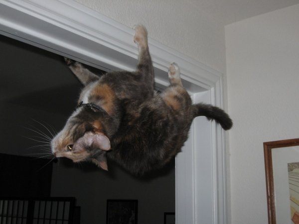 Кошка на потолке