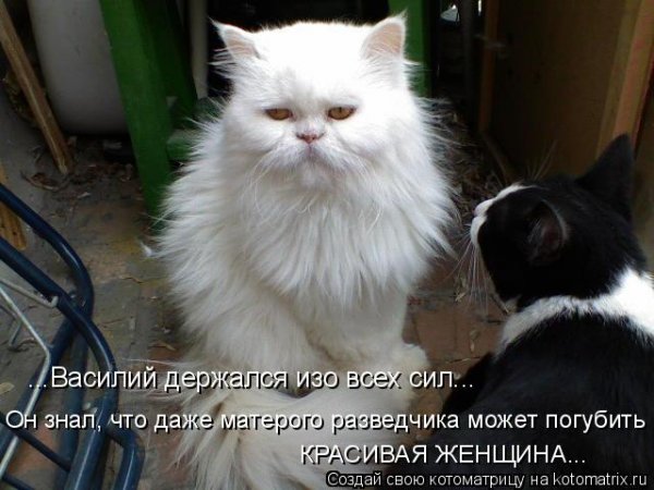 Держусь фото смешное