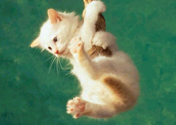 Котенок висит