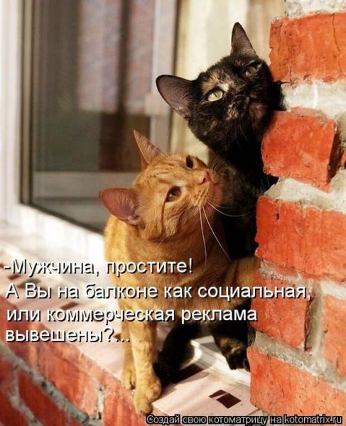 Котоматрица 2011