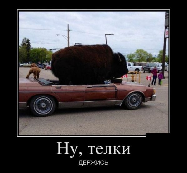 Демотиваторы телки