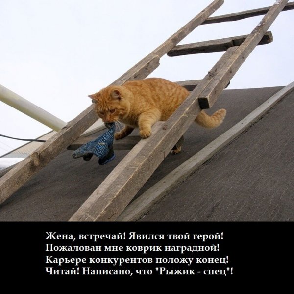 Юмор про кровлю