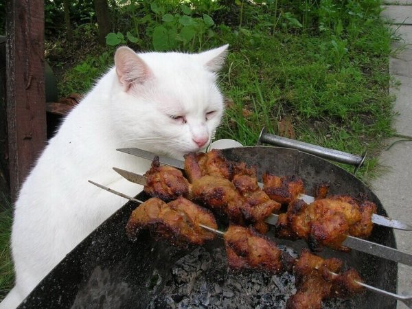 Кот жарит шашлык