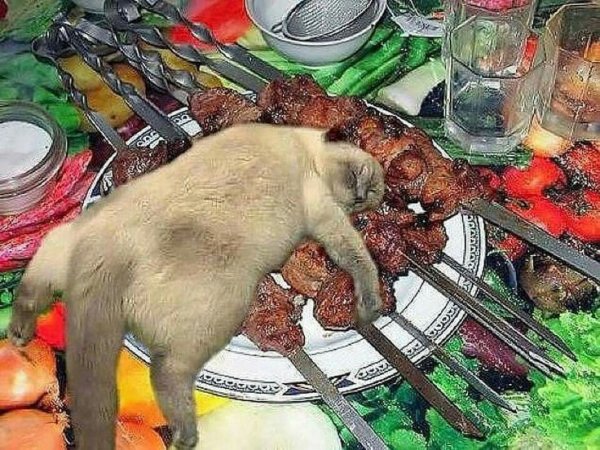 Кот шашлык